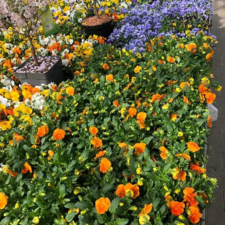 Wohlfuehl-nest Bürstadt