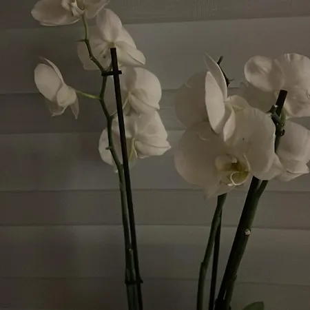 דירה Wohlfuehl-nest Bürstadt