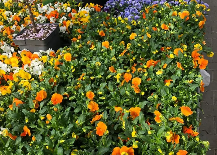 Wohlfuehl-nest Bürstadt