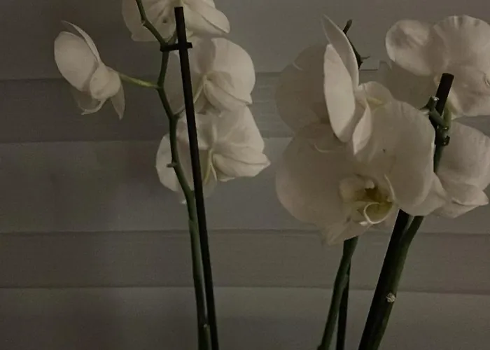 Lägenhet Wohlfuehl-nest Bürstadt